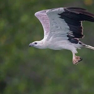 Accipitridae Collection: White Bellied Sea Eagle