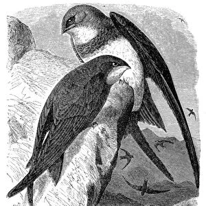 White bellied swift and swift