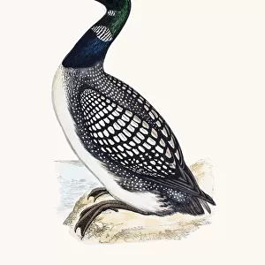 Loons Poster Print Collection: Yellow Billed Loon