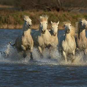 White horses of Camargue, France