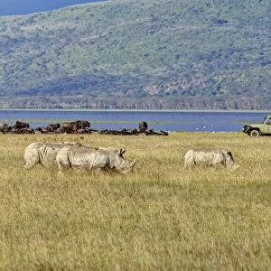 White Rhinoceroses or Square-lipped Rhinoceroses -Ceratotherium simum-, adult animals in front of buffalo and an off-road vehicle, Lake Nakuru National Park, Kenya, East Africa, Africa, PublicGround
