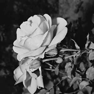 White rose, close-up