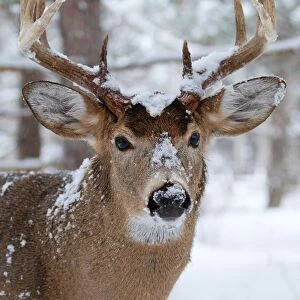 White-tailed buck in snowfall