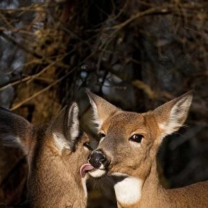 Two White-tailed Deer