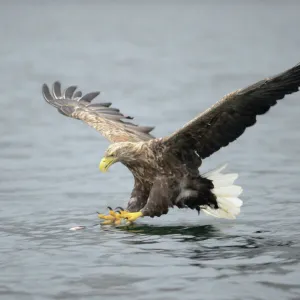 White-tailed Eagle or Sea Eagle -Haliaeetus albicilla- about to grab for a fish, Lauvsnes, Flatanger, Nord-Trondelag, Trondelag, Norway