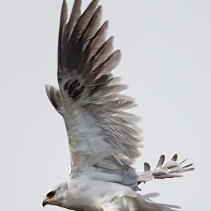 White tailed kite on flight