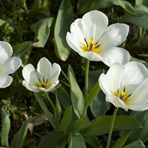 White Tulips -Tulipa-, North Rhine-Westphalia, Germany