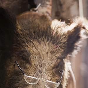 wild boar wearing glasses