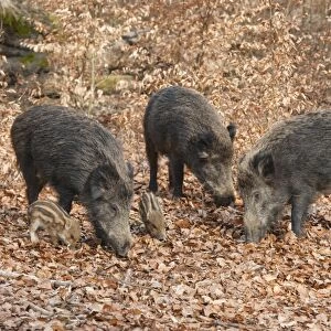 Wild Boars -Sus scrofa-, sows with piglets, captive, North Rhine-Westphalia, Germany