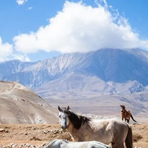 Wild horses, Upper Mustang region, Nepa