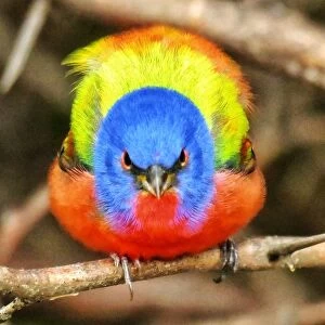 Beautiful Bird Species Collection: Painted Bunting Bird (Passerina ciris)