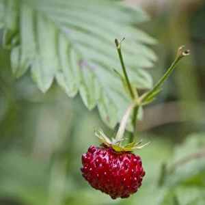 Wild strawberry, woodland strawberry -Fragaria vesca-, Stuttgart, Baden-Wuerttemberg, Germany, Europe