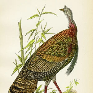 Wild turkey bird lithograph 1890