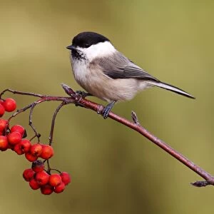 Willow Tit -Parus montanus- perched on a branch with red berries, Rowan or Mountain Ash -Sorbus aucuparia-, Neunkirchen, Siegerland district, North Rhine-Westphalia, Germany, Europe