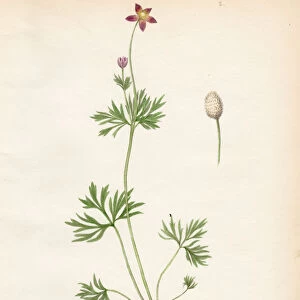 Windflower botanical engraving 1843