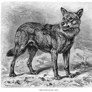 Wolf engraving 1894