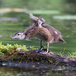 Wood duck chick take-off
