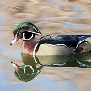 Wood Duck Drake (Aix sponsa) on small pond in Botanical Garden in winter, Albuquerque, New Mexico, USA