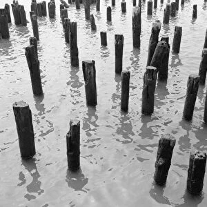 Wooden pilings in water