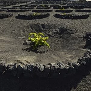 Worldwide unique viniculture, vines growing in dry pits on volcanic ash, lava, wine growing region of La Geria, Lanzarote, Canary Islands, Spain