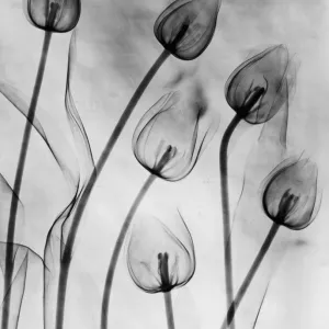 July Canvas Art Print Collection: 4 Jul 2021