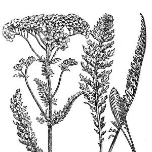 Yarrow plant, milfoil