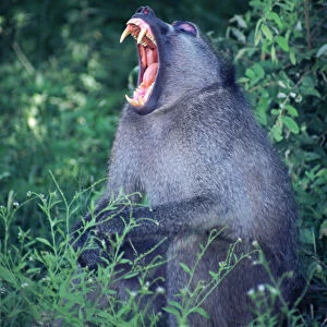 A yawning male Chacma Baboon
