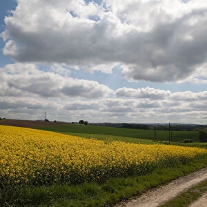 Yellow fields along country road, Dusseldorf, Nordrhein-Westfalen, Germany