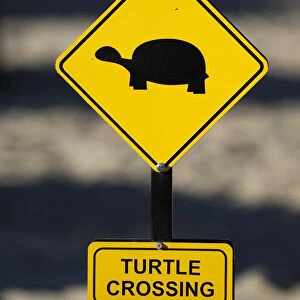 Yellow warning sign turtle crossing, turtles crossing the beach for laying their eggs, Manavgat, Turkey
