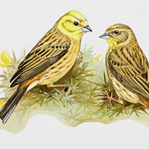 Yellowhammer (Emberiza citrinella), male and female, perching in the grass