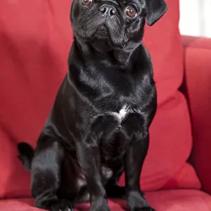 Young black pug sitting on a red sofa