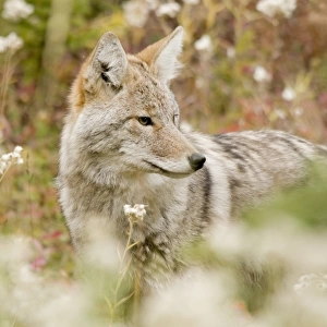 Young Coyote (Canis Latrans) In A Forest