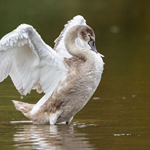 Young Mute Swan -Cygnus olor- standing in water, flapping its wings, North Hesse, Hesse, Germany