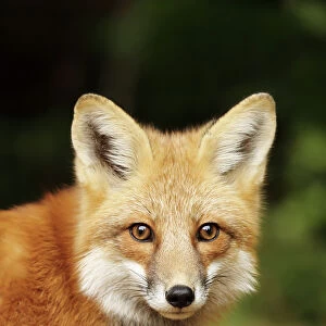 Young red fox close-up