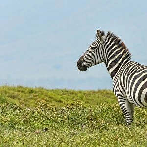 Zebra -Equus quagga-, Ngorongoro Crater, Tanzania