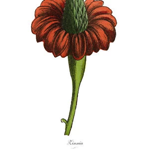 Zinnia Plants, Victorian Botanical Illustration
