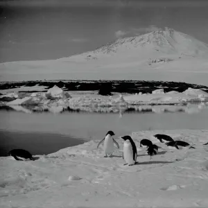 Penguins Collection: Adelie Penguin