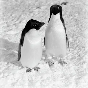 A pair of Adelie penguins. January 1911