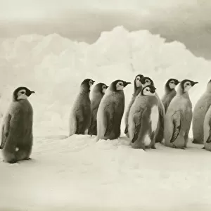 Penguins Collection: Emperor