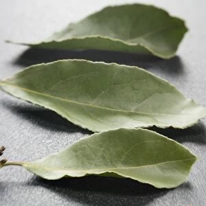 Bay leaves on a dark plastic surface. Bay leaf (Greek Daphni, Romanian Foi de Dafin)