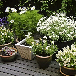 Collection of mostly white container plants on deck in high summer credit: Marie-Louise