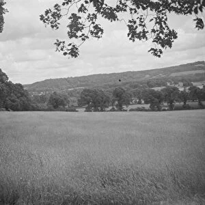 A cornfield. 1935