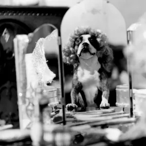 Dog doing tricks - dressed up in wig in front of mirror