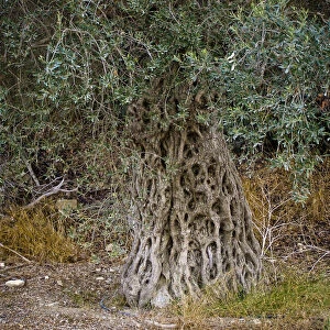 Large old olive tree in southern Cyprus credit: Marie-Louise Avery / thePictureKitchen