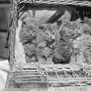 A litter of nine-weeks-old Blue Persian kittens. Young aristocrats of the cat world