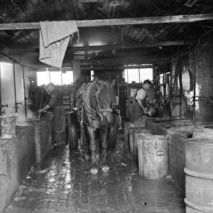 Men making mash for the pigs at Tripes pig farm, Orpington, Kent. 1936