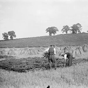 Preparing for thatching. 18 August 1937 Reed Thatching in Norfolk. Mr R. W