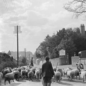 Sheep in road at Faversham. 1937
