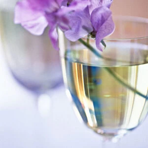 Stem of mauve sweet pea in wine glass credit: Marie-Louise Avery / thePictureKitchen