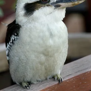 Laughing Kookaburra